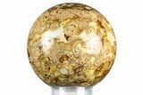 Polished Fossil Stromatolite Sphere - Green River Formation #369855-1